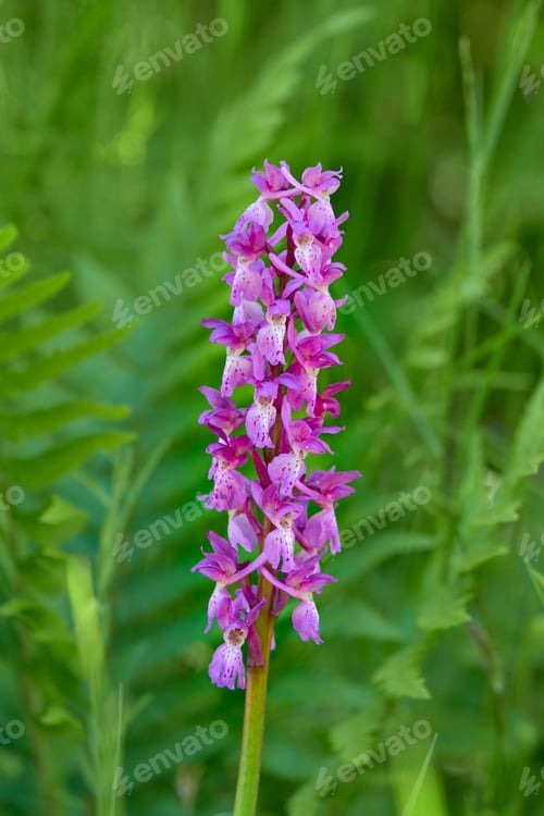 Preview: Orchis - wild orchid at Aland Islands.