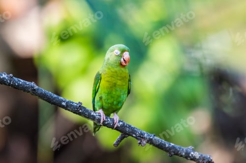 Preview: Orange Chinned Parakeet (Brotogeris Jugularis), Boca Tapada, Alajuela Province, Costa Rica