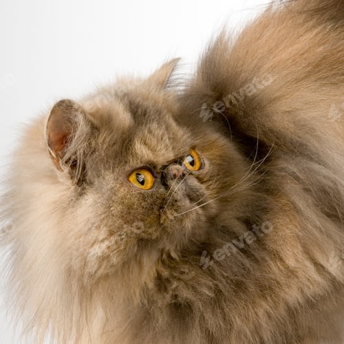 Preview: persian