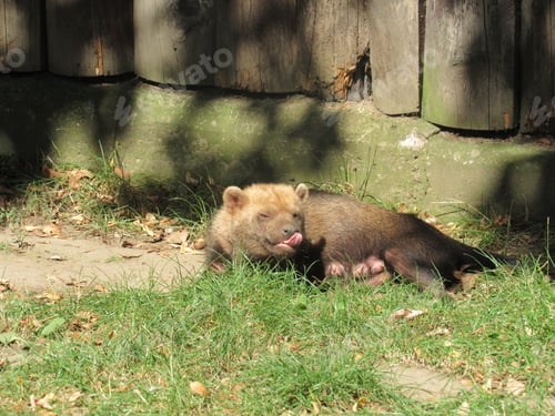 Preview: Close-up shot of a bush dog laying on the grass under sunlight at Nyhuse skov in Northern Zealand
