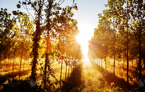 Preview: Sunny beams