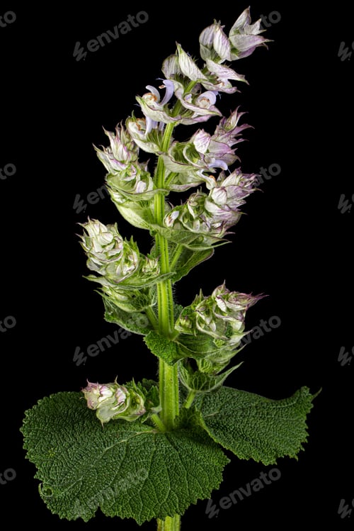 Preview: Inflorescences clary sage, lat. Salvia sclarea, isolated on black background