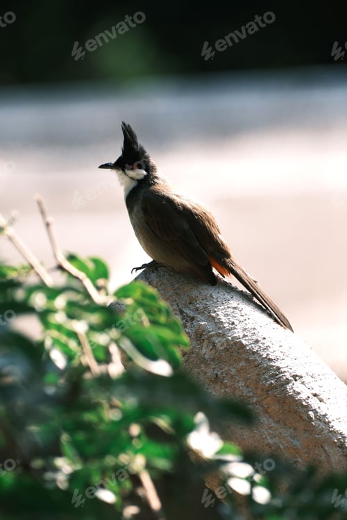 Preview: Small brown Red whiskered bulbul bird perched on a stone on a bright sunny day