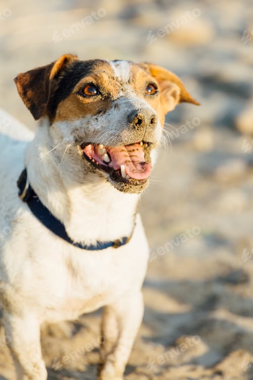 Preview: Adorable dog posing on beach