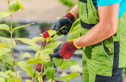 Preview: Gardener Tending to Rose Bush in Botanical Garden