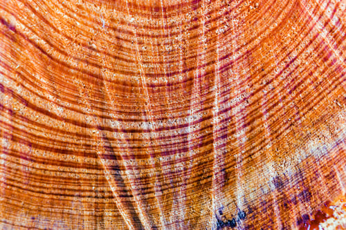 Preview: Detail of the rings of a sawn tree trunk.