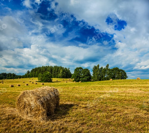 Preview: Hay bales on field
