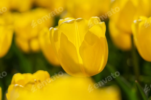 Preview: Blooming spring yellow tulips close-up on a blurry background with bokeh.