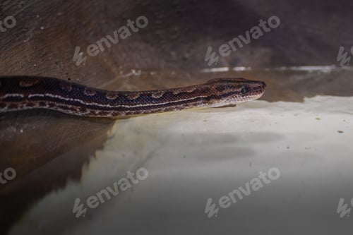 Preview: Eastern Rainbow Boa snake (Epicrates crassus)