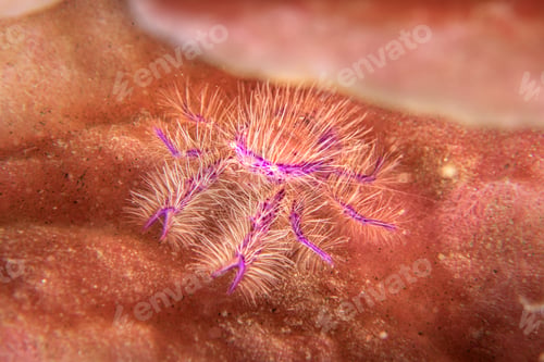 Preview: Hairy squat lobster on pink sponge