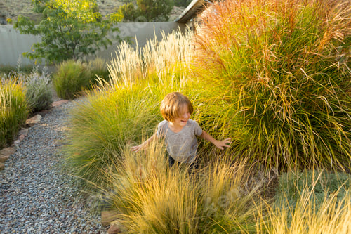 Preview: 4 year old boy playing in tall grass at sunset