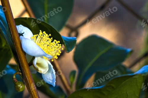 Preview: Selective focus shot of blossoming camellia synensis in Georgia