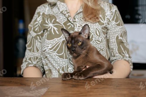 Preview: Burmese kitten. Curious funny spotted Burma cat looking at camera