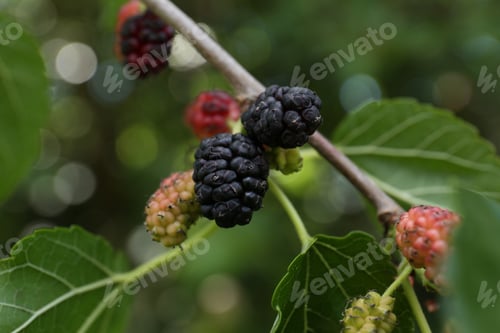 Preview: Branch with ripe and unripe mulberries in garden, closeup