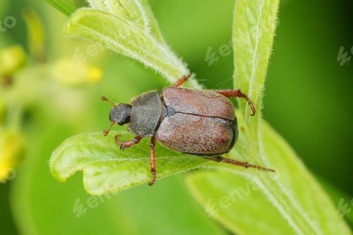 Preview: Closeup on an emerging Salland beetle, Hoplia philanthus, a pest species for gardens