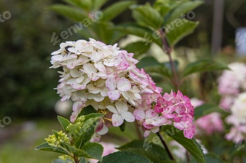 Preview: Hydrangea paniculata sort Limelight: hydrangea with green flowers blooms in the garden in summer
