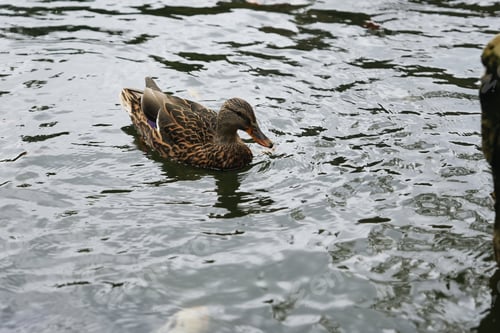 Preview: A solitary duck gliding through rippling water in a serene environment