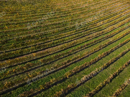Preview: Beautiful patterns in autumnal vineyards,from above