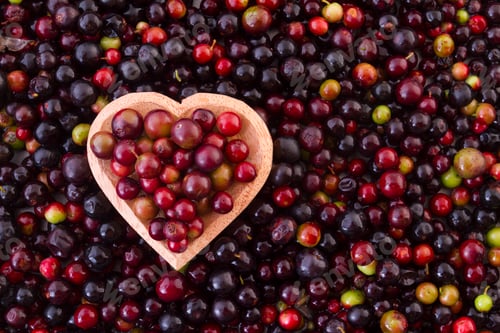 Visualização: fruto de agaz selvagem (Vaccinium meridionale)