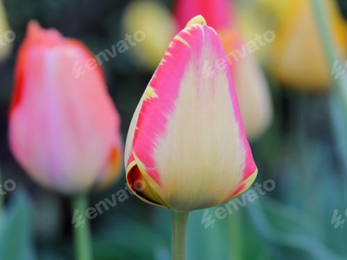 Preview: Brightly Colored Spring Tulips - Close Up Photograph Of Brightly Colored Tulips In An Outdoor