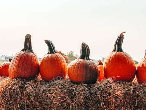 Preview: Pumpkins