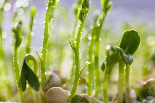 Preview: Sprout