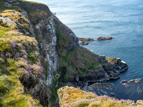 Preview: Gannet colony in Troup Head, Scotland