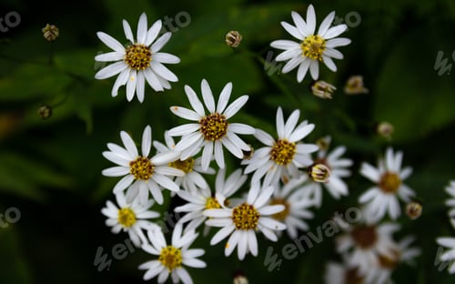 Preview: Fill the frame, wildflower