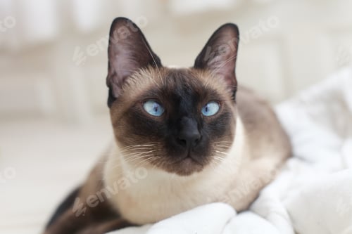 Preview: Siamese Cat Close-Up Portrait