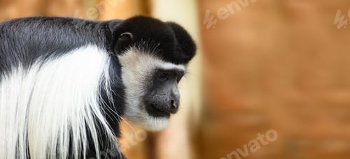 Preview: Gibbon monkey portrait