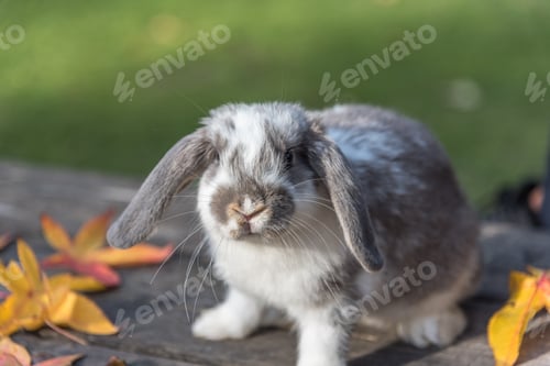 Preview: rabbit, bunny