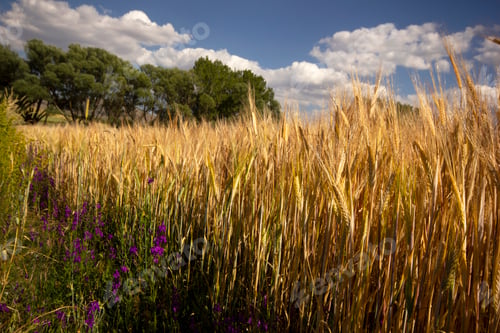 Preview: Wheat Field