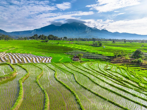 Preview: beauty landscape paddy fields natural beautiful morning view from asia