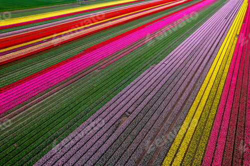 Preview: Aerial drone photo of tulip fields in The Netherlands during Spring season