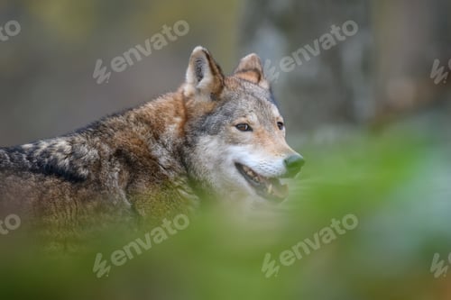 Preview: Close up wolf in autumn forest background