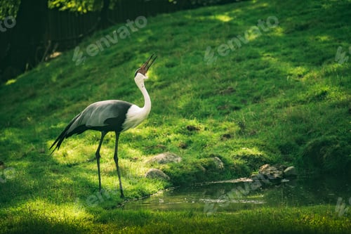 Preview: Closeup shot of a Wattled crane
