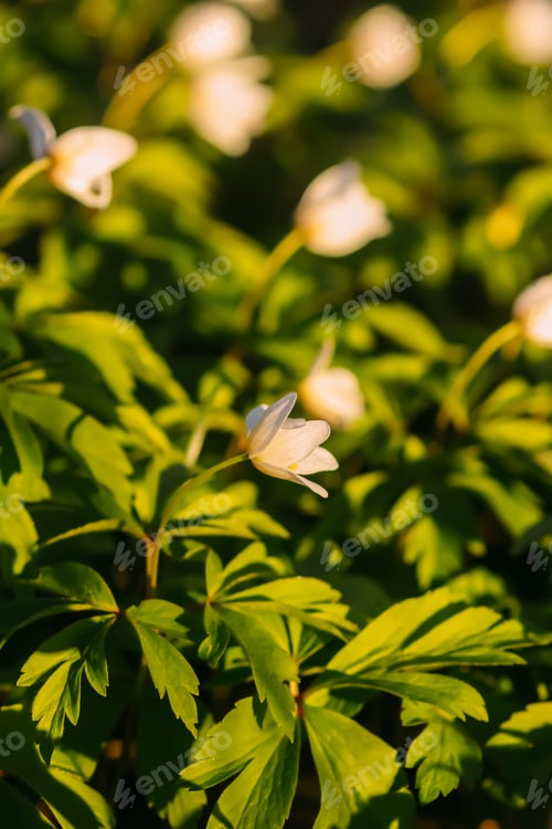 Preview: Anemone nemorosa in a wild spring forest. Beautiful white wildflowers.
