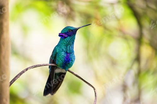 Preview: Selective focus shot of the colorful hummingbird on a branch