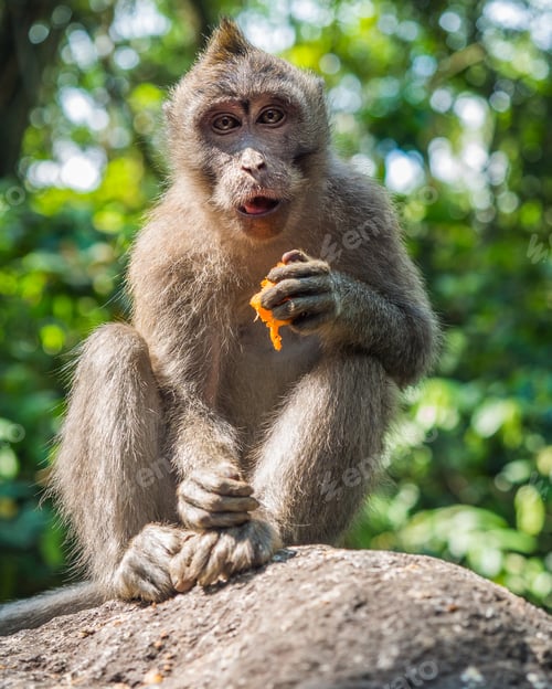 Preview: Bali, Indonesia - August, 15 2015: Monkey eating fruit on stone