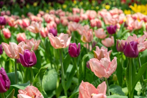 Preview: Expansive field of beautiful pink tulips in full bloom in the garden