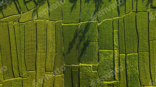 Preview: Abstract geometric shapes of agricultural parcels in green color.
Bali rice fields. Aerial view