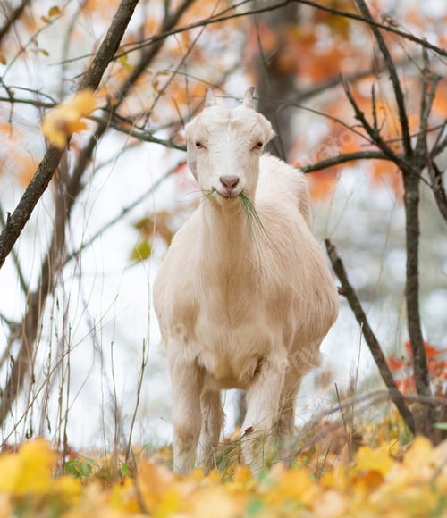 Preview: Goat, Capra hircus. An animal eating grass, looking into the lens