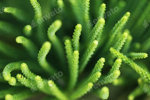 Preview: Green plant tree close-up background
