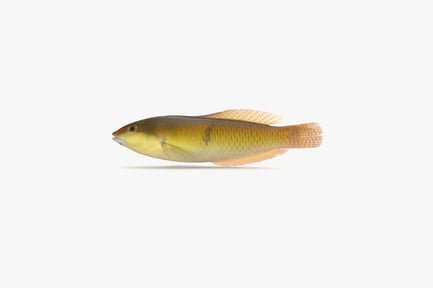 Preview: Detailed Yellowhead Wrasse Specimen