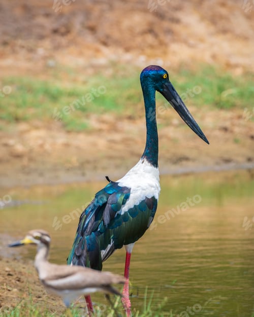 Preview: Black-necked Stork and the Great thick-knee size standing near each other at Yala National Park.
