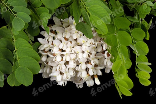 Preview: Blossoming inflorescence of white acacia, isolated on black background