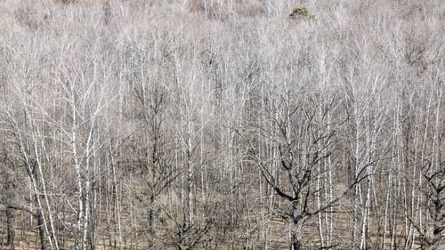 Preview: panoramic view of bare forest in spring