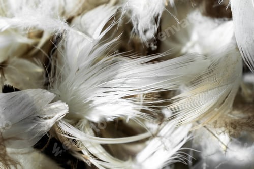 Preview: white and brown duck feathers