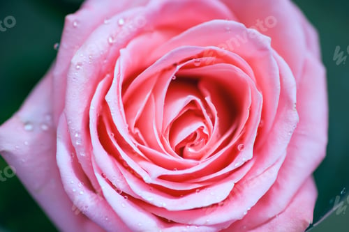 Preview: The middle of a red rose with water drops on petals. Close up, flower background