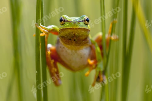 Preview: European tree frog frontal view